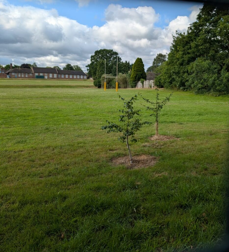 Tree planting in games field