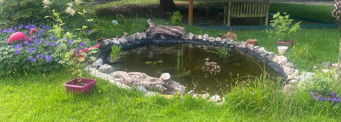 Ducks on the school pond