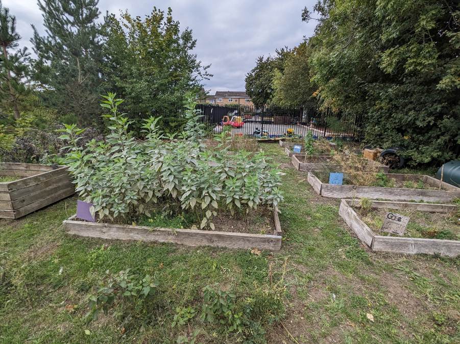 Raised allotment beds at Drake Primary School, used by pupils to grow vegetables and learn about sustainable food production.