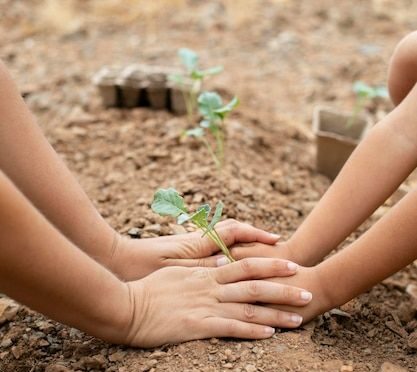 Two pairs of hands, both child and adult planting young plants in soil.